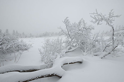 林海雪原中的雾凇