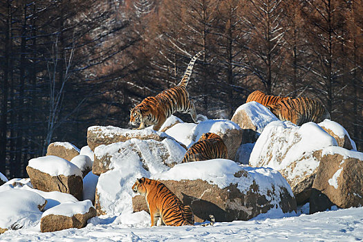 堆雪老虎图片大全图片