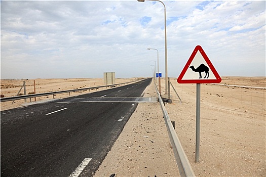 骆驼,穿过,签到,卡塔尔,中东