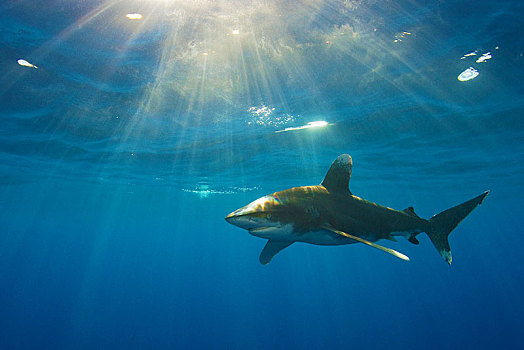 远洋白鰭鯊,长鳍真鲨,晴朗,深海,巴哈马浅滩,巴哈马,中美洲