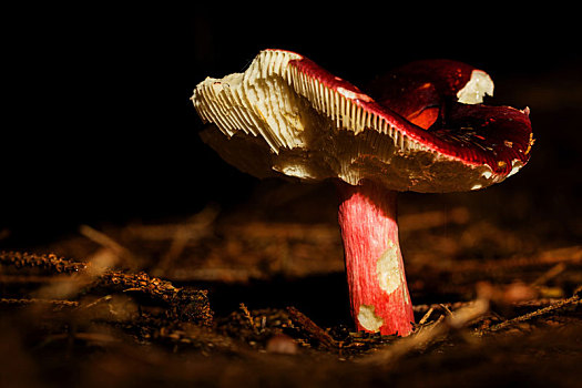 小,红色,蘑菇
