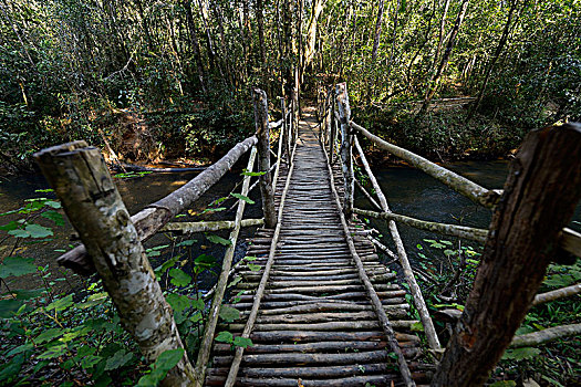 木桥,自然保护区,国家公园,区域,马达加斯加,非洲