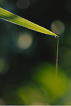 露珠,蜘蛛网,草叶