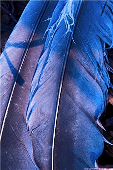 羽毛,蓝色,抽象