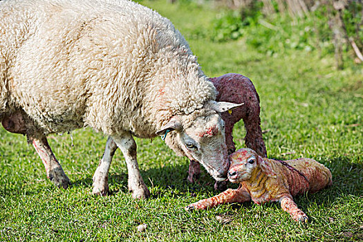 母羊,舔,诞生,羊羔,躺着,草,地点,春天