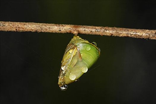 蝴蝶,蛹,哥斯达黎加