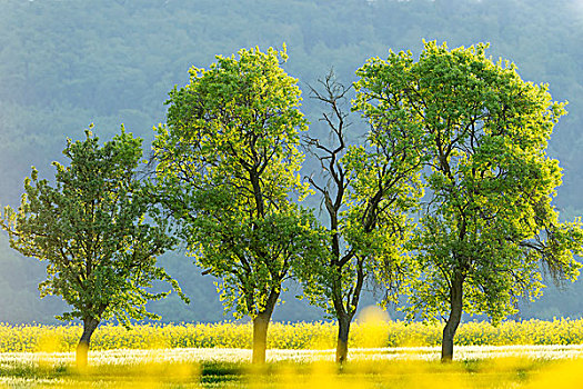 树,春天,油菜地,北方,黑森州,德国,欧洲