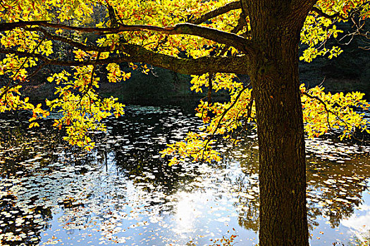 秋天,彩色,橡树,阳光,莱茵兰普法尔茨州,德国