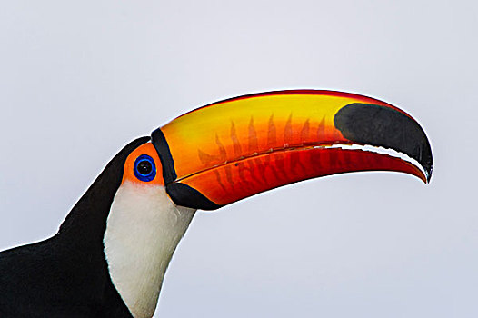 托哥巨嘴鸟,北方,潘塔纳尔,巴西