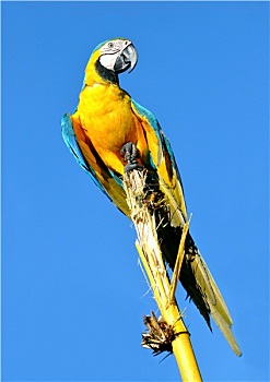 亚马逊地区,金刚鹦鹉,黄蓝金刚鹦鹉,正面,蓝天
