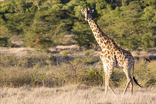 马赛长颈鹿,马赛马拉国家公园,肯尼亚