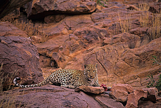 纳米比亚,豹,红岩,进食