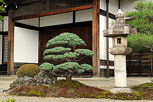 盆景,松树,石头,灯,日式拉门,滑动门,靠近,京都,日本,亚洲