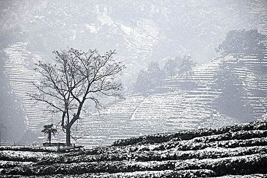 杭州龙井茶园雪景