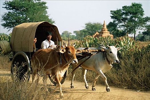 缅甸,蒲甘,牛,手推车