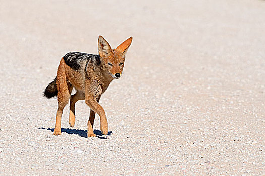 黑背狐狼,走,碎石路,卡拉哈迪大羚羊国家公园,北开普,南非,非洲
