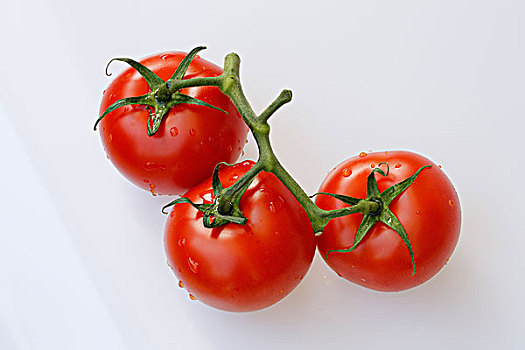 西红柿茎