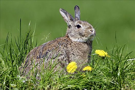 欧洲兔,兔豚鼠属,北莱茵威斯特伐利亚,德国,欧洲