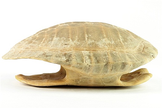 龟,壳