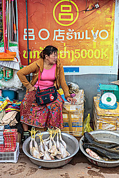 市场,女人,销售,清新,鸡,小龙虾,万象,老挝