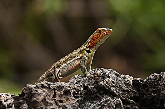 火山岩,蜥蜴,女性,饲养,彩色,波多黎各,圣克鲁斯岛,加拉帕戈斯群岛,厄瓜多尔
