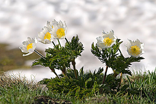 白色,高山,银莲花,大帕拉迪索国家公园,意大利,欧洲