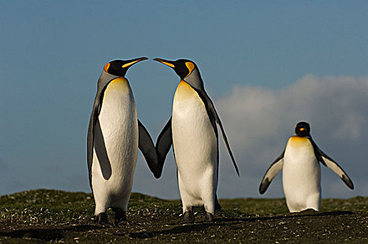 帝企鹅,三个,自愿角,东福克兰,岛屿,福克兰群岛