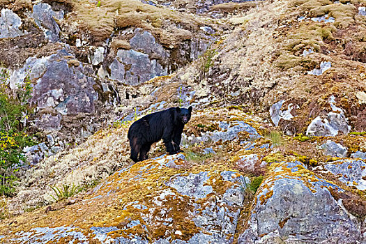 黑熊,食物,岩石上,遥远,小湾,西部,海岸,温哥华岛,不列颠哥伦比亚省,加拿大