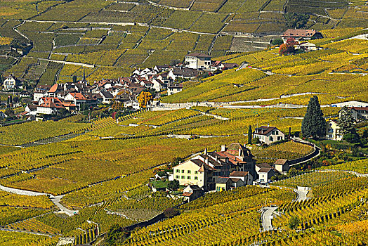 葡萄园,秋天,风景,酿酒,乡村,拉沃,沃州,瑞士,欧洲