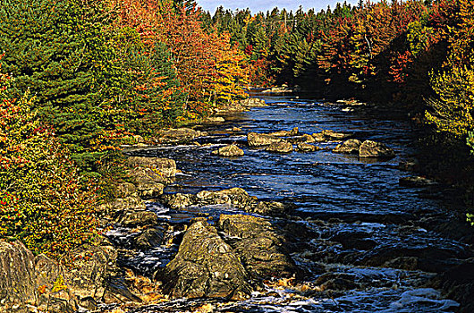 河,装饰,秋色,新斯科舍省,加拿大