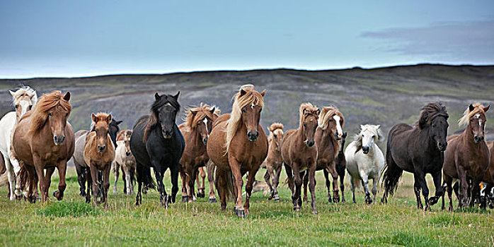 牧群,冰岛马,南方,海岸,冰岛