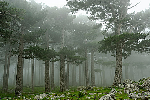 树,雾,地区性,自然公园,科西嘉岛,南科西嘉省,法国,欧洲