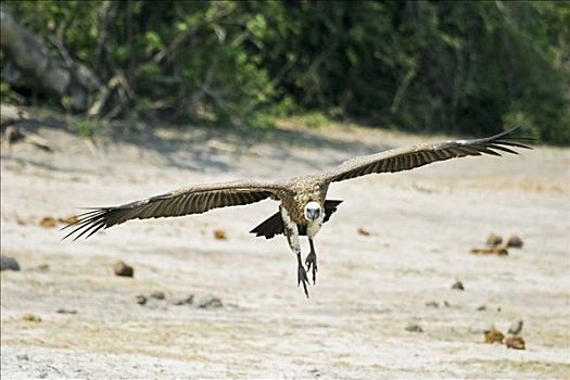 降落,南非兀鹫,乔贝,河,乔贝国家公园,博茨瓦纳,非洲