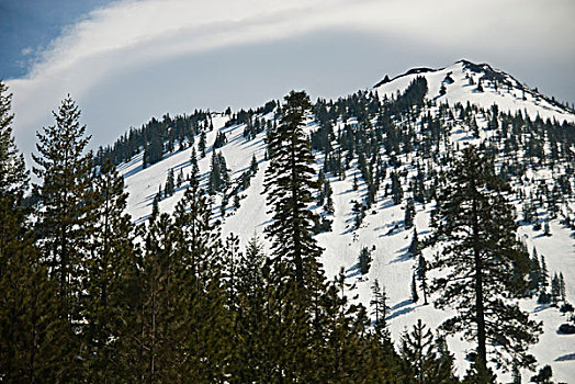 积雪,山峦,常青树,俄勒冈,美国