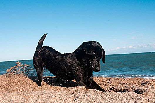 黑色,猎犬,挖,海滩
