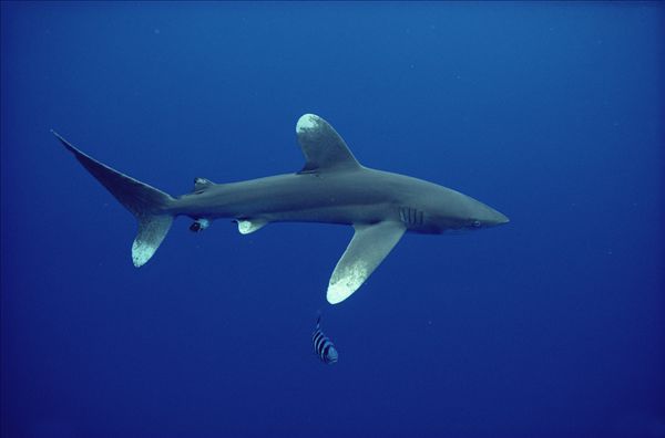 白鳍绒毛鲨图片