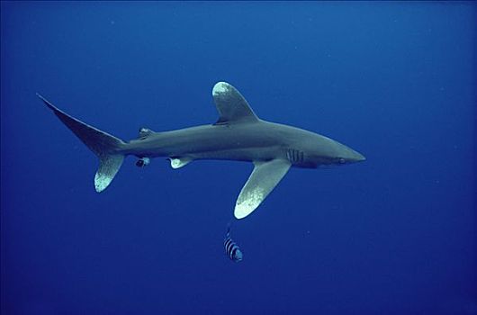 远洋白鰭鯊,长鳍真鲨,挨着,表面,夏威夷