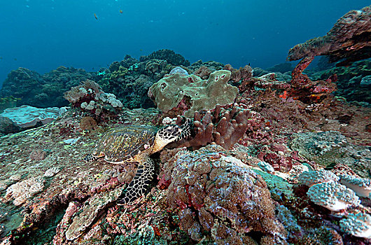 玳瑁,巴厘岛,印度尼西亚