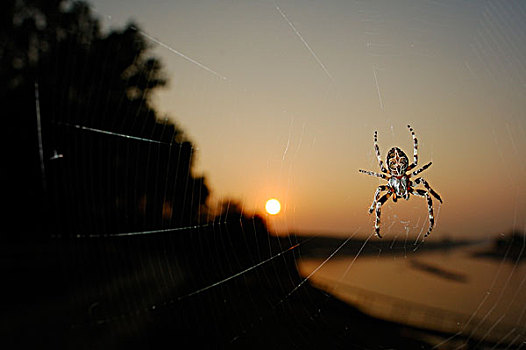 桥,蜘蛛,成年,日落,提卡诺河,意大利,欧洲