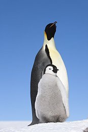 皇企鹅图片