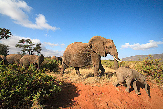 非洲象,幼兽,萨布鲁国家公园,肯尼亚,非洲