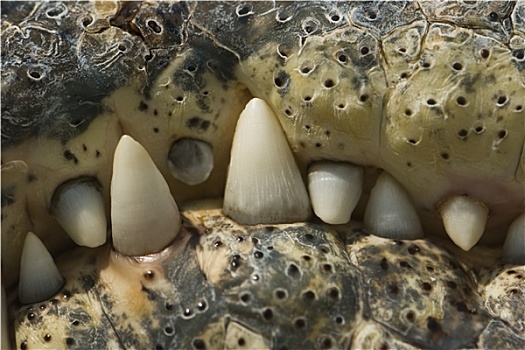 鳄鱼,牙齿