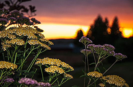 西洋蓍草,花,日落,阿斯托里亚,俄勒冈,美国