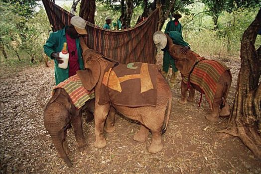 非洲象,年轻,毯子,母亲,东察沃国家公园,肯尼亚