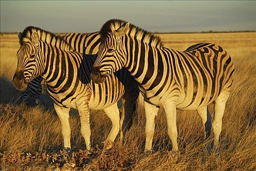 两个,斑马,马,埃托沙国家公园,纳米比亚,非洲