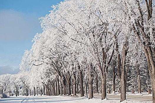 曼尼托巴,加拿大,道路,树,积雪
