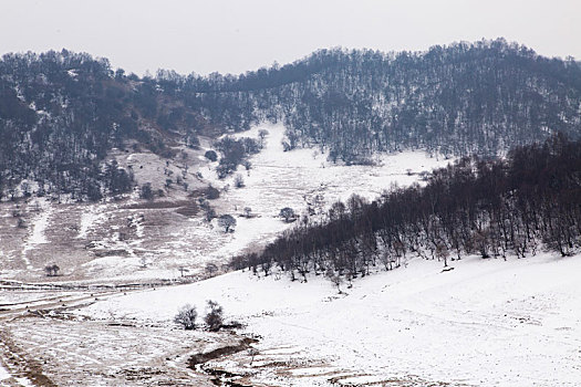 牧场冬雪