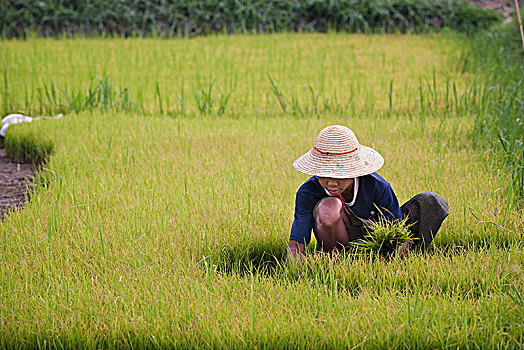 孩子,工作,稻田,地点,缅甸