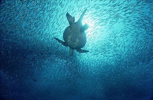 绿海龟,龟类,游动,鱼群,脚,深,加拉帕戈斯群岛,厄瓜多尔