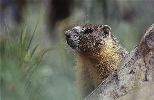 土拨鼠,旱獭,哺乳动物,啮齿类动物,亚利桑那,北美,动物